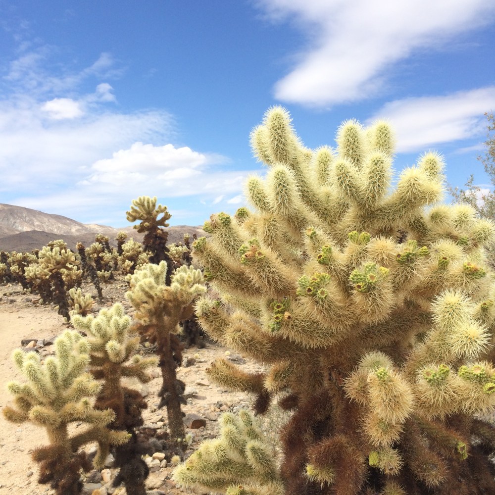 joshua-tree-national-park