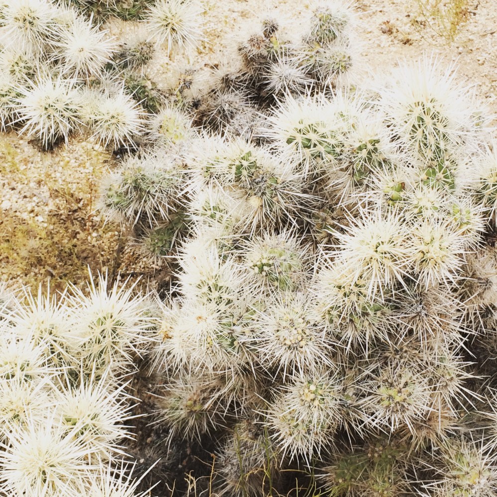 joshua-tree-national-park